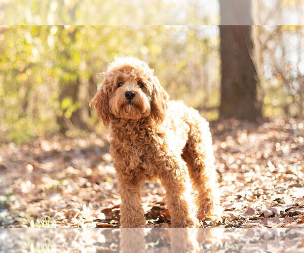 Medium Photo #4 Cavapoo Puppy For Sale in WARSAW, IN, USA