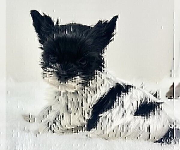 Medium Photo #11 Morkie Puppy For Sale in WEST PALM BEACH, FL, USA