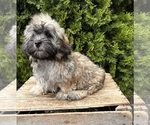 Small #3 ShihPoo