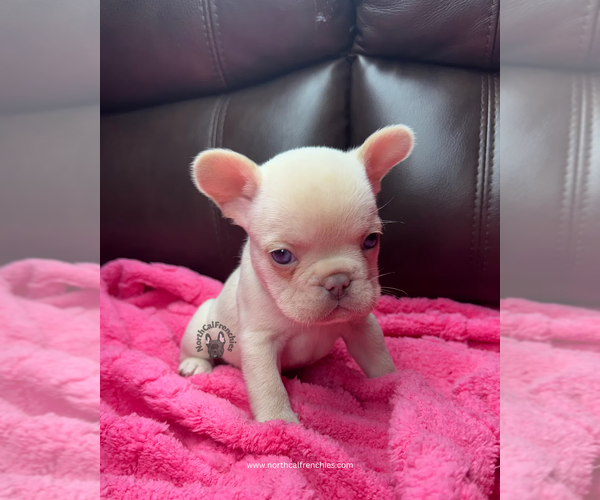 Medium Photo #2 French Bulldog Puppy For Sale in SACRAMENTO, CA, USA