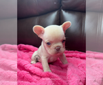 Small #1 French Bulldog