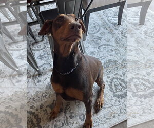 Jean - Female Doberman Pinscher Dog for Adoption - Photo #6