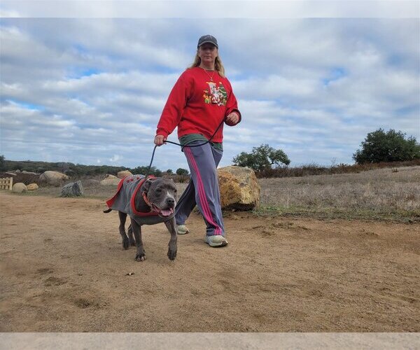 Medium Photo #5 American Pit Bull Terrier Puppy For Sale in  Ramona, CA, USA