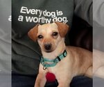Small Photo #7 Chiweenie Puppy For Sale in Arlington, VA, USA
