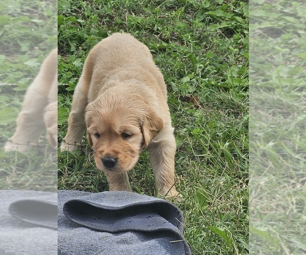 Medium Photo #3 Golden Retriever Puppy For Sale in VERONA, MO, USA