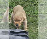 Small #2 Golden Retriever
