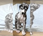 Small #1 Great Dane