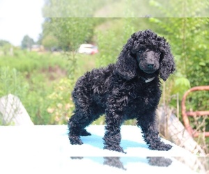 Poodle (Miniature) Puppy for sale in UNION CITY, TN, USA