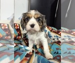 Small Photo #13 Cavalier King Charles Spaniel Puppy For Sale in DEWITT, MI, USA