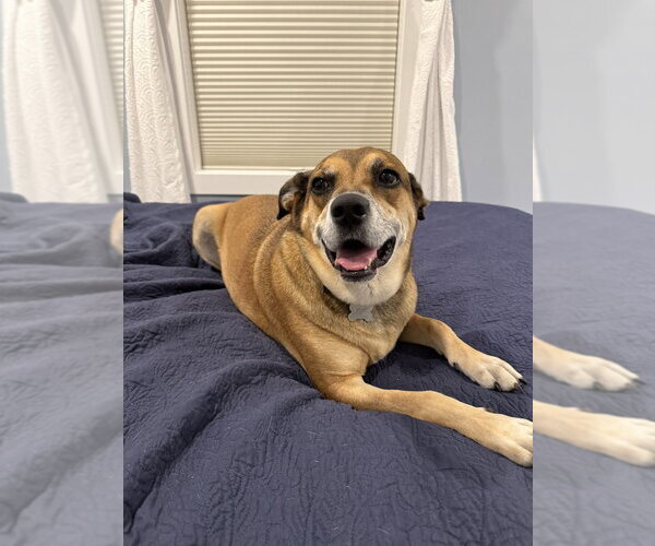Medium Photo #8 Carolina Dog-Unknown Mix Puppy For Sale in Boston, MA, USA