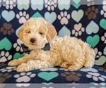 Small Photo #2 Maltipoo-Poodle (Miniature) Mix Puppy For Sale in LINCOLN UNIV, PA, USA