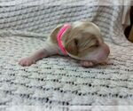 Puppy Puppy 5 Brittany