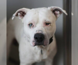 American Staffordshire Terrier-Unknown Mix Dogs for adoption in San Antonio, TX, USA