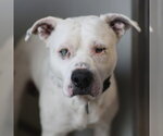 BLUE - Male American Staffordshire Terrier-Unknown Mix Dog for Adoption - Small photo