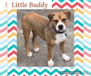 Mutt Dogs for adoption in Helena, AR, USA