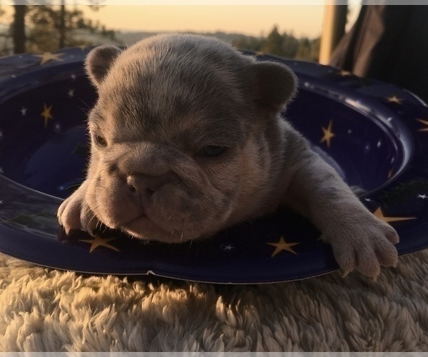 Medium Photo #24 French Bulldog Puppy For Sale in PLACERVILLE, CA, USA