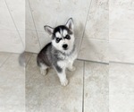 Small Photo #1 Siberian Husky Puppy For Sale in EAST HERKIMER, NY, USA