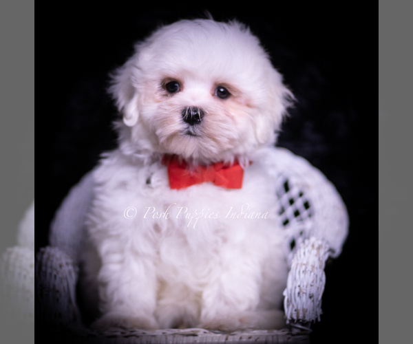 Medium Photo #5 Maltese Puppy For Sale in WARSAW, IN, USA