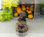 Small #6 Poodle (Miniature)