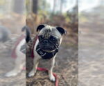 Small #3 Pug