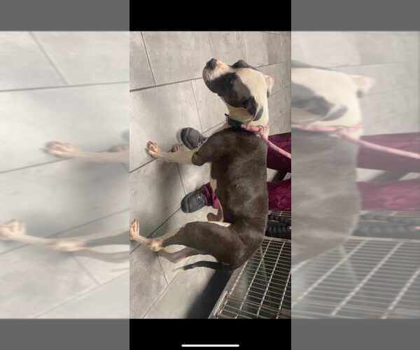 Medium Photo #3 American Staffordshire Terrier-Unknown Mix Puppy For Sale in New York, NY, USA