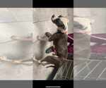 Small #2 American Staffordshire Terrier Mix