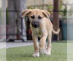 Small #4 Boxer Mix