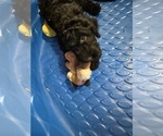Small #9 Goldendoodle