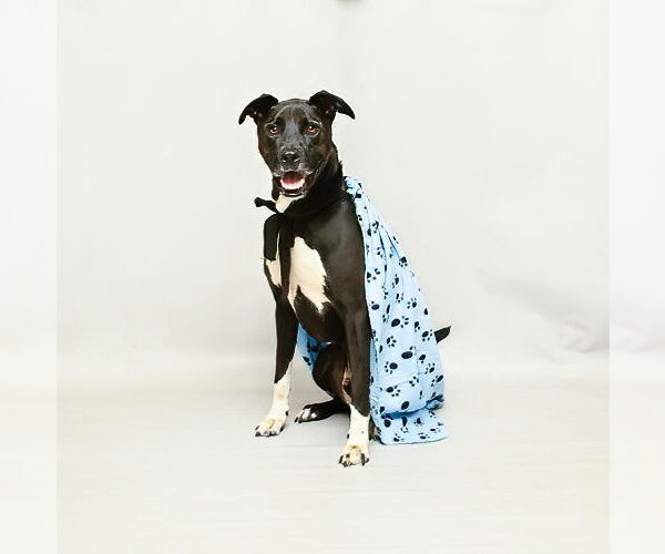 Medium Photo #2 Labrador Retriever Puppy For Sale in Sanford, FL, USA