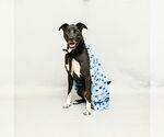 Small #1 Labrador Retriever