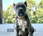 Puppy Orange Collar American Bully