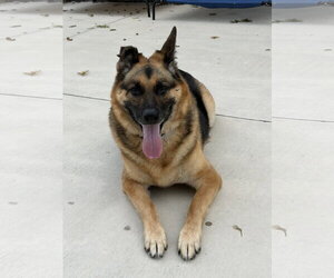German Shepherd Dog Dogs for adoption in Lancaster, PA, USA