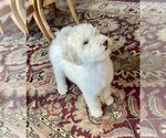 Small Photo #8 Labradoodle Puppy For Sale in CRAIG, NE, USA