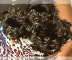 Pom-Shi-Shih Tzu Mix Litter for sale in SAINT LOUIS, MO, USA