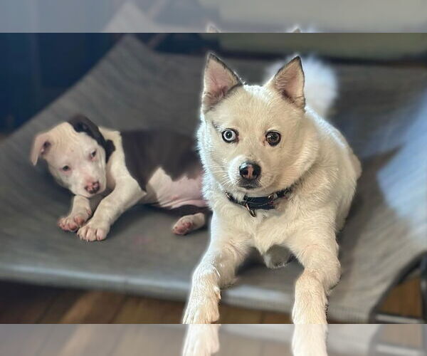 Medium Photo #4 Australian Terrier-Pomeranian Mix Puppy For Sale in Berlin, MD, USA