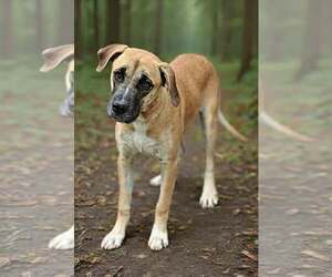 Black Mouth Cur-Great Dane Mix Dogs for adoption in Talladega, AL, USA