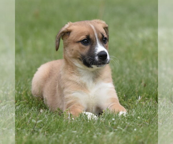 Medium Photo #3 Australian Shepherd-Unknown Mix Puppy For Sale in Mechanicsburg, PA, USA