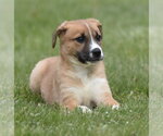 Small #2 Australian Shepherd Mix