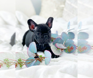 French Bulldog Puppy for sale in CORONA, CA, USA