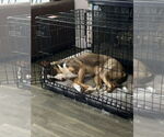 Small #1 Mutt