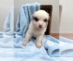 Puppy 3 Australian Shepherd
