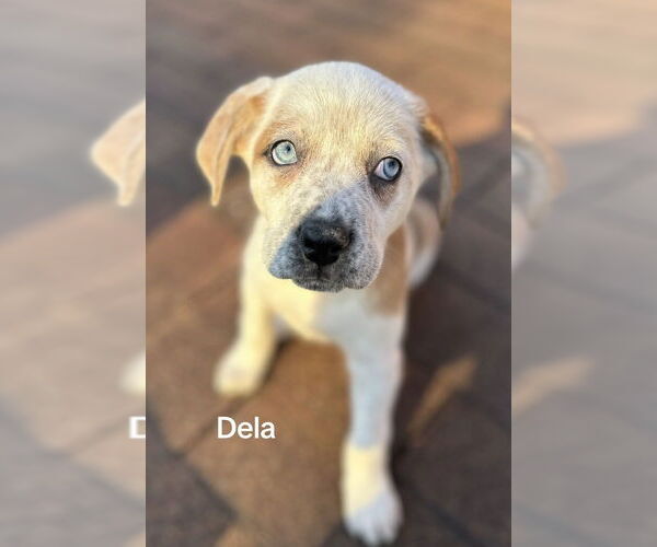 Medium Photo #1 Siberian Husky-Unknown Mix Puppy For Sale in Springdale, PA, USA