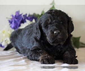 Bernedoodle-Poodle (Standard) Mix Puppy for sale in FREDERICKSBG, OH, USA