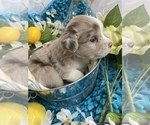 Small Photo #6 Miniature Australian Shepherd Puppy For Sale in HILLSBORO, KS, USA