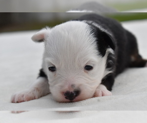 Miniature Australian Shepherd Puppy for sale in PALM COAST, FL, USA