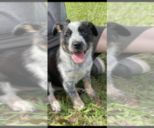 Texas Heeler Puppy for sale in LAKE HELEN, FL, USA