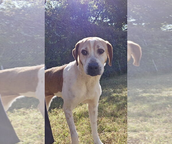 Medium Photo #1 Mutt Puppy For Sale in Glen Allen, VA, USA