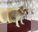 Small #2 Mutt