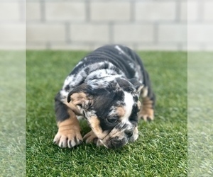 English Bulldog Puppy for sale in TUCSON, AZ, USA