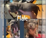 Puppy Puppy 6 American Bully